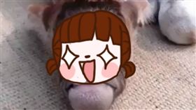 獨眼,牛,胚胎,發育,眼窩,畸形,獨眼症,膜拜,供奉,宗教,印度,希臘 　圖／翻攝自推特　