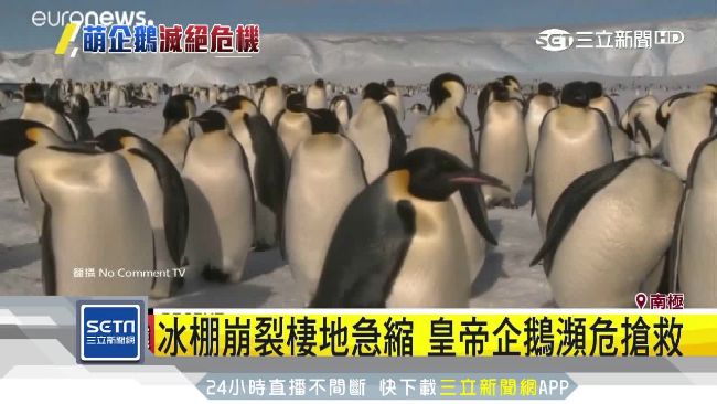 數據顯示,過去 25 年間,皇帝企鵝的數量已從 220 萬隻驟降至約 94 萬隻,減幅高達 60%