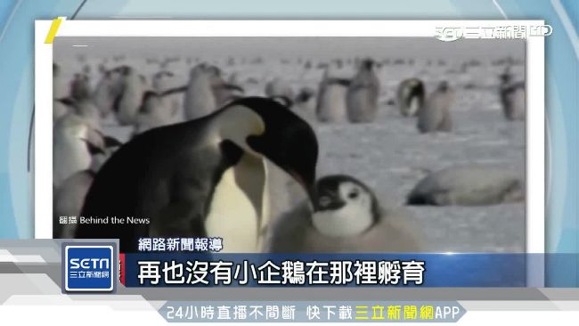 冰棚崩裂棲地急縮,皇帝企鵝瀕危搶救