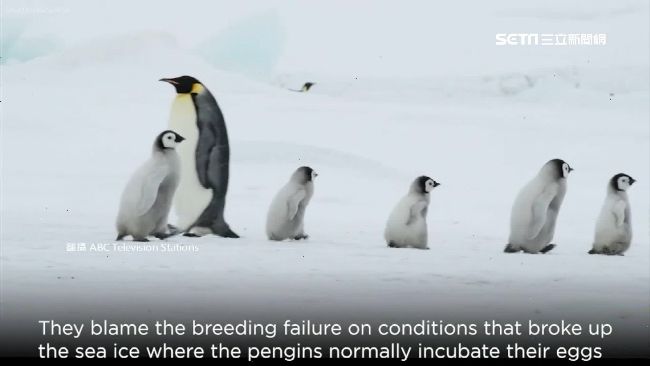 海冰消融成幼鳥墳場!皇帝企鵝列入「瀕危」物種。(資料畫面)