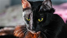 貓咪,貓,黑貓(圖/pixabay)