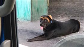 黑狗M型眉毛。（圖／翻攝自「米克斯傳奇」FB社團）