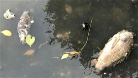 中都溼地公園,高雄,韓國瑜,陳菊 圖/高雄民主監督粉絲團