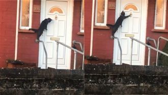 黑貓仿人類叩門　網驚呆：工讀生出來