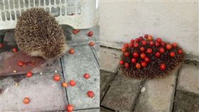 （圖／翻攝自微博）中國,安徽,刺蝟,櫻桃