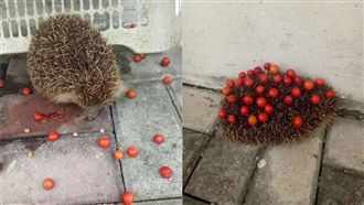 小刺蝟偷櫻桃！還刺背上「打包」回家