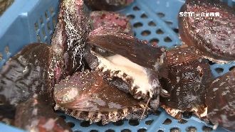 護台養殖戶！經濟部：產季禁中國鮑魚
