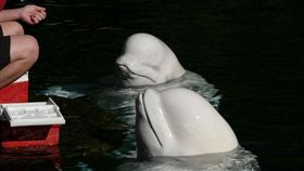 白鯨,訓練,俄羅斯,漁夫,干擾,海軍,裝備,裝置,挪威, 圖／翻攝自Pixabay https://parg.co/sCI