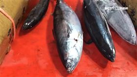 鰹魚立大功! 外銷尖兵出口年破73億元