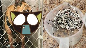 警犬,豪豬,美國,針灸,攻擊,值勤,任務,感染,箭豬,動物,寵物,狗 圖／翻攝自推特　