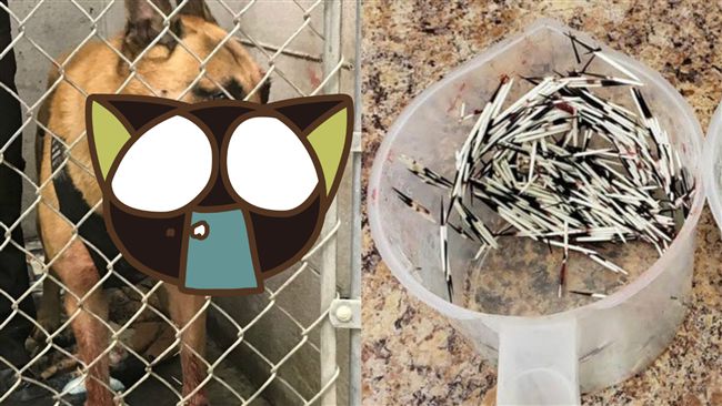 警犬執勤慘遭豪豬攻擊！帥臉遭刺插滿