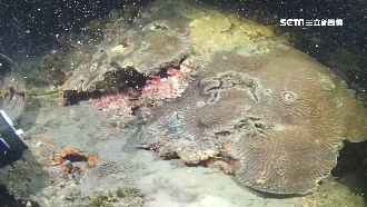 台東海岸首次紀錄　基翬珊瑚集體產卵