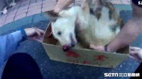 員警蔡瑞修搶救吐血狗／翻攝畫面