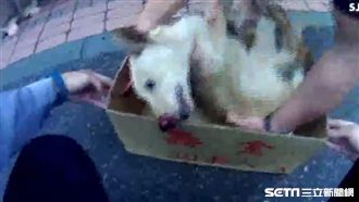 狗遭撞吐血　警幫送醫：撐一下，救你