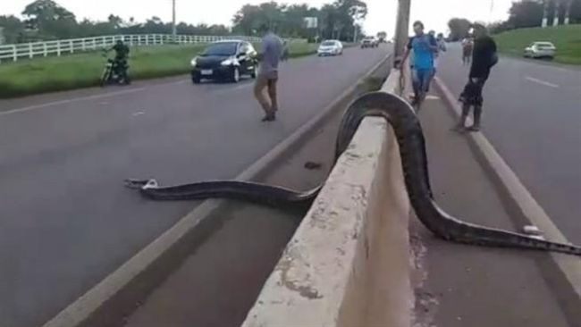 恐怖巨獸過馬路　駕駛暖心舉動好療癒