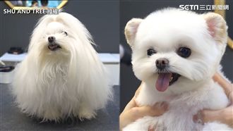 韓國超Q毛孩剪毛日記　網呼：太療癒