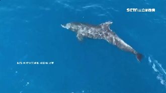 運氣好才遇得到！海豚隨東琉線悠游