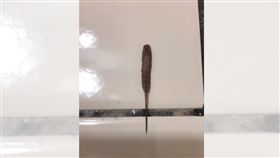 桃園,鼠尾蛆,長尾管蚜蠅。翻攝自爆廢公社