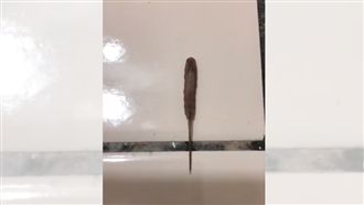 黑「蛆蛆」長尾巴蠕動　網友：矮額！