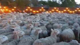 （圖／翻攝自YouTube）美國,加州,綿羊,後院