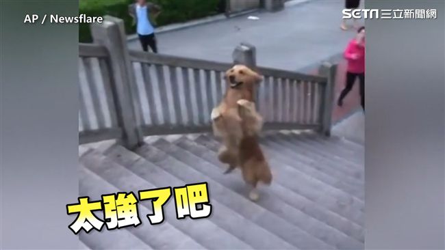 神犬超強平衡感　 雙腿站立爬樓梯！