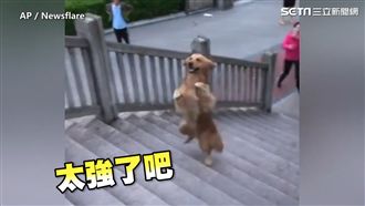 神犬超強平衡感　 雙腿站立爬樓梯！
