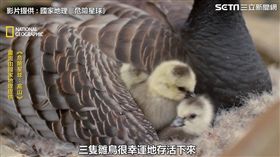 照片提供：國家地理《危險星球》