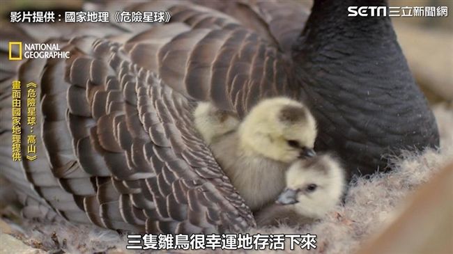 驚世母子情 雁媽媽飛覓食雛鳥墜崖