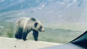 加拿大灰熊（圖／翻攝自Christina Read臉書）