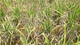 苗栗縣稻作15%染稻熱病 擬報天然災害救助苗栗縣有多個鄉鎮傳出一期稻作染稻熱病，葉面迅速枯萎，且危害持續擴大，縣府農業處30日會勘，估計受損面積占全縣比例約10%至15%，將彙整後呈報農糧署，爭取列為天然災害辦理救助。（翻攝照片）中央社記者管瑞平傳真　108年4月30日