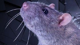 復仇／ＩＭＤｂ、微博