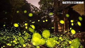 螢火蟲,賞螢,光害,新北市農業局