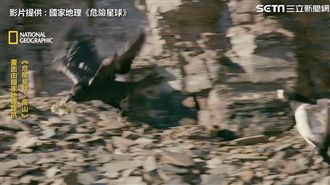 驚世心碎 雁媽媽眼看寶寶被烏鴉刁走