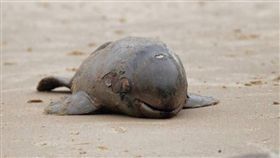 江豚寶寶,鯨豚,命喪金門海岸（圖／金門岸巡署提供）