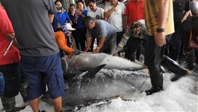 小漁船幸運發財 捕獲4尾黑鮪魚賣85萬元台東縣成功鎮漁船「捷安6號」一口氣捕獲4條黑鮪魚，26日返回下午新港漁港，吸引商家競標，最後4條黑鮪魚賣出共得約新台幣85萬元。（台東縣政府提供）中央社記者盧太城台東傳真　108年4月27日