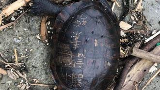 龜殼被刻字…淡水龜獨留垃圾堆中亡