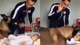 愛犬護嬰兒。（圖／翻攝自@m_yosry2012推特）