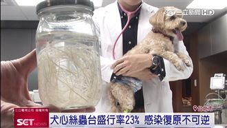 寵愛心思針劑！預防狗狗染上心絲蟲