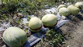 花蓮鳳林西瓜裂果災情 每公頃補助6萬元花蓮縣鳳林鎮中心埔西瓜出現裂果災情，農民損失慘重。立委蕭美琴日前到瓜田瞭解情形，並聯繫農委會等單位協助瓜農。農委會公告，依農業天然災害救助辦法給予補助，每公頃新台幣6萬元。中央社記者李先鳳攝　108年5月2日