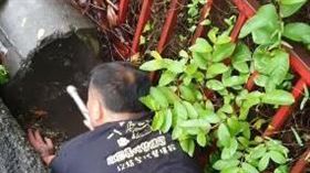 搶救受困排水溝9幼犬。(圖/翻攝自徐文良（徐園長護生園）臉書)