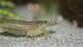 淡水蝦,古柯鹼,英國　（圖／取自Pixabay）