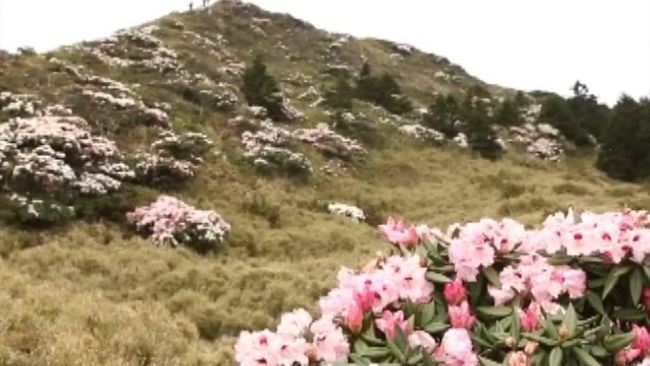 合歡山花季傳意外　六旬翁賞花突…