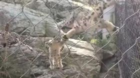 小雪豹惡作劇飛撲媽媽，母子同時被嚇。