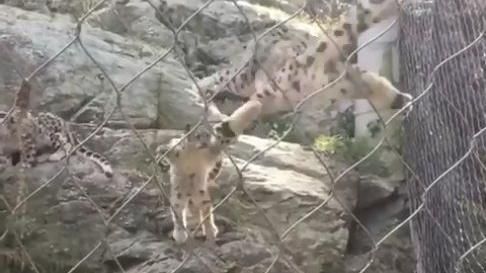雪豹飛撲媽媽遭嚇飛　網笑：猴死囝仔