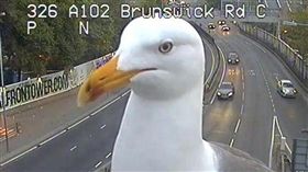 海鷗,倫敦,推特,脫口秀,亂入,監視器,路況,交通局,動物,寵物,鏡頭　圖／翻攝自推特　