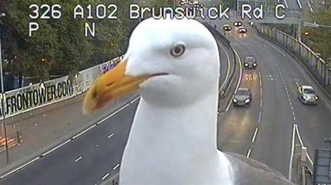 海鷗亂入路況監控爆紅！沒想到隔日…