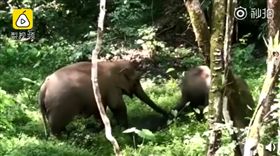 （圖／翻攝自梨視頻）中國,雲南,西雙版納,保護區,野象