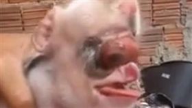 葡萄牙詭異小豬長「羊身人舌」　網友看傻：這到底是什麼？
圖／翻攝自Twitter