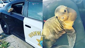 美國,舊金山,海獅,警察　（圖／翻攝自舊金山警局臉書）