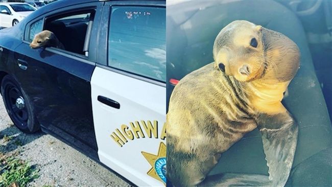小海獅攔路報案！警車一來萌跳後座